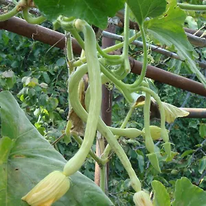  Apartmán I Girasoli Itálie